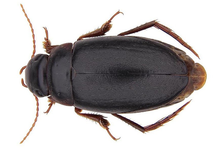 Cape Diving Beetle