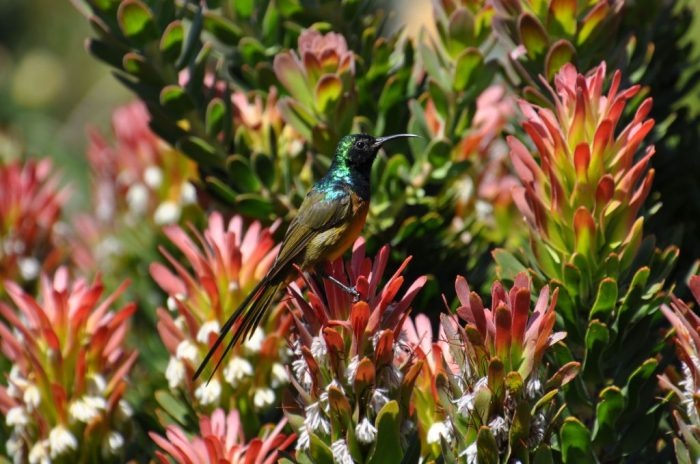 orange-breasted-sunbird-Pagoda-mimetes-cucullatus-25-Oct-16-ALN-103c