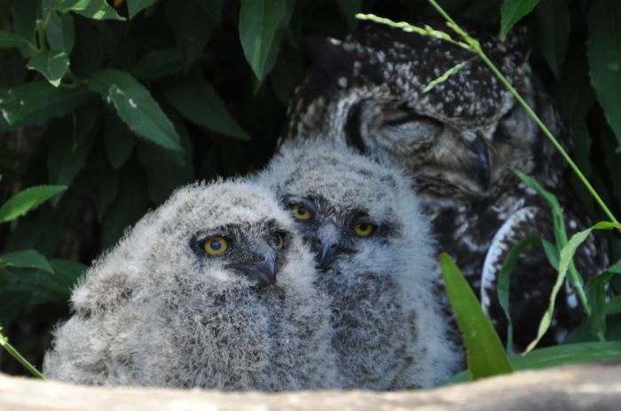 owl-chicks-25-Oct-16-ALN-066c