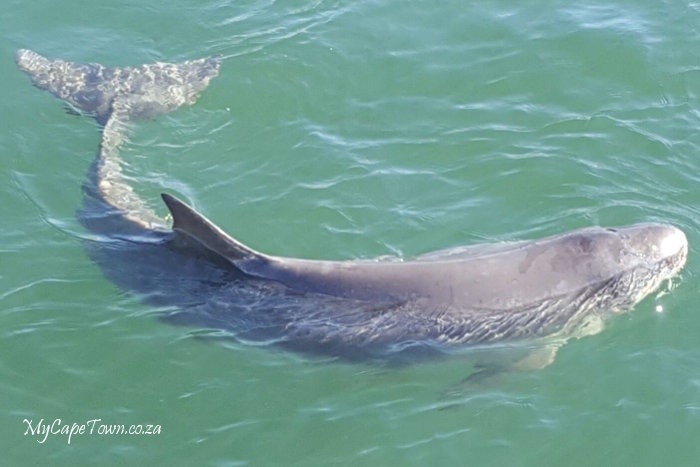Dwarf Sperm Whale