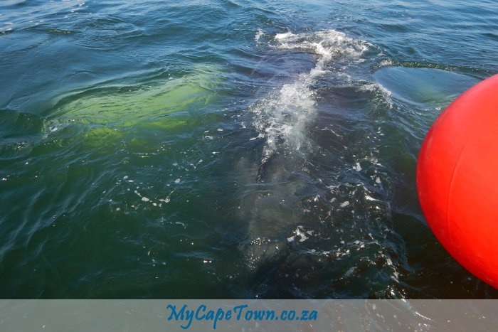 Dassen Humpback