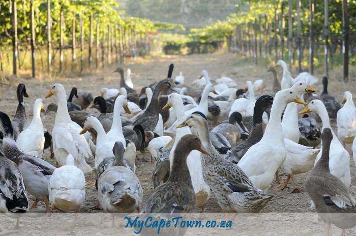 Stellar Ducks