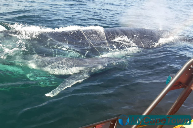 Humpback Whale Entangled